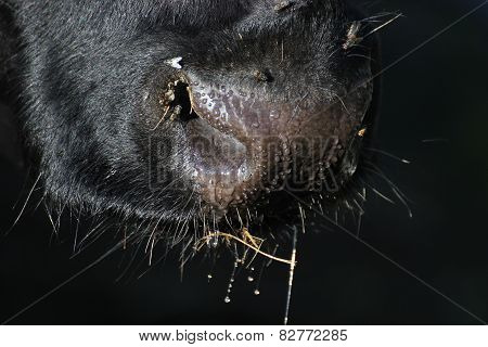 Wet Snout