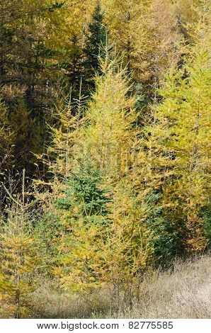 Northern Ontario Forest