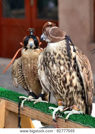 Hunting Falcons, Abu Dhabi, United Arab Emirates