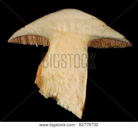 Bolete Cross-section