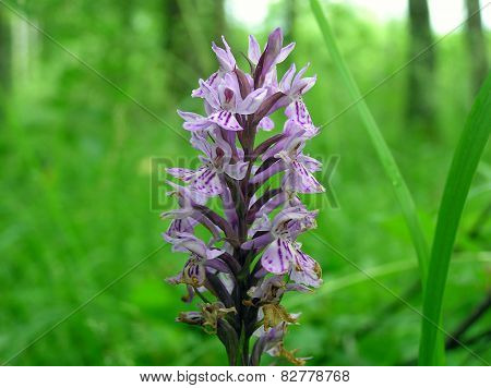 Orchis flower