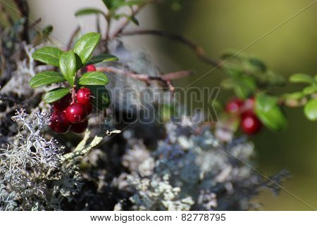 Lingonberry
