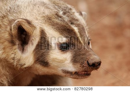 American Badger (taxidea Taxus)