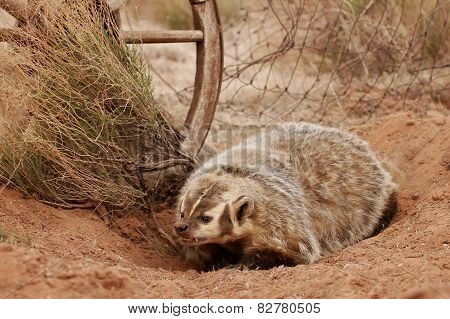 American Badger Sitting On The Dirt Ground