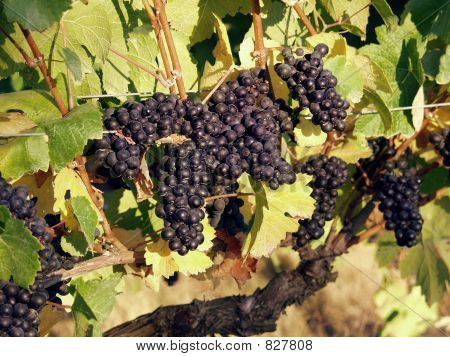 in vigna