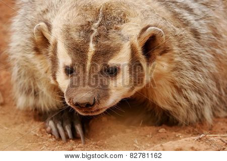 American Badger (taxidea Taxus)