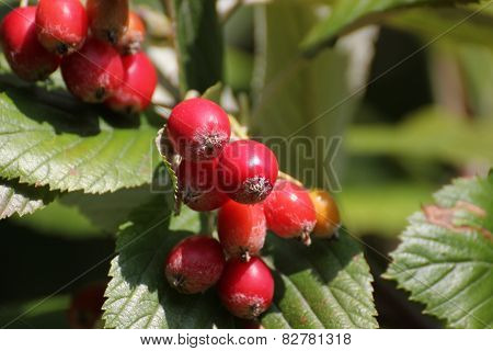 Whitebeam Fruits