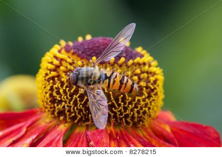 Pegefølsom flyve sidder på blomst