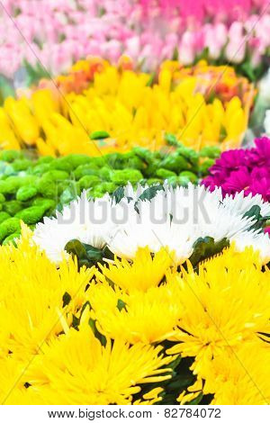 Colorful Background Of Vivid Flowers In Bloom