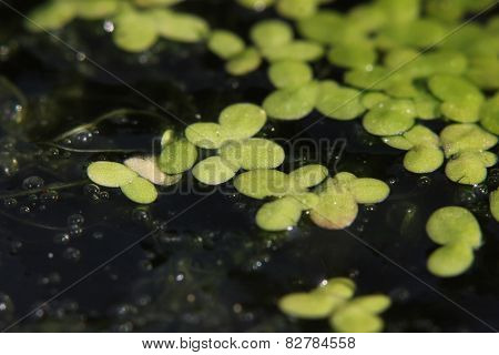 Duckweed Macro