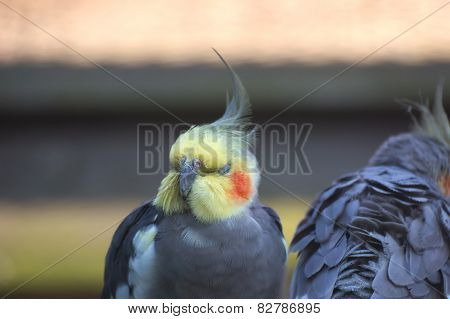 Cockatiel