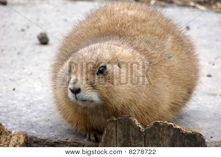 prairiedog