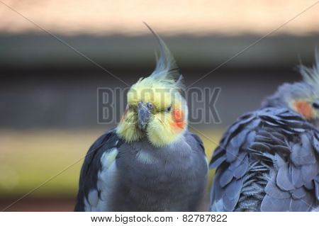 Cockatiel