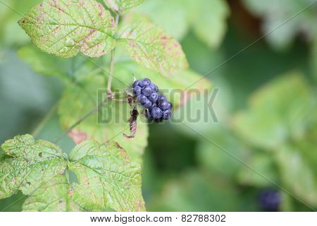 European Dewberries