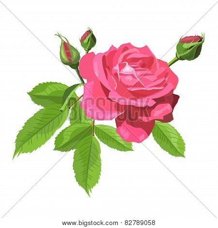 Rose
