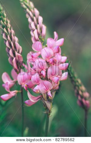 Pink wild flower on blurred background