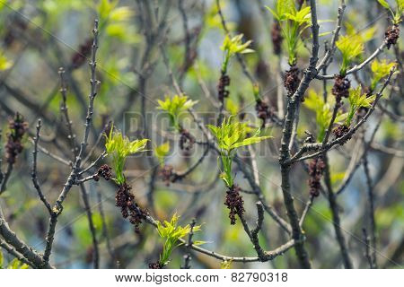 Young spring leafs and buds of a tree