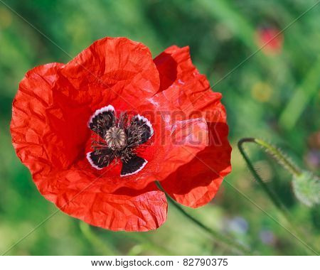 Big red poppy