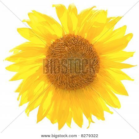 Vector Sonnenblume.