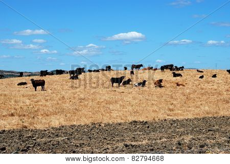 Bulls in field, Medina Sidonia.