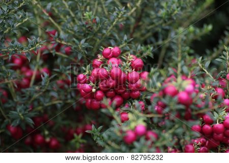 Gaultheria Mucronata
