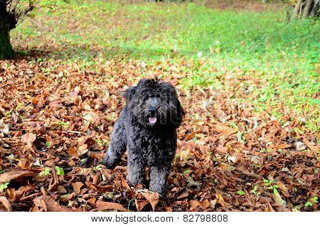 Dog playing in the autumnal woods