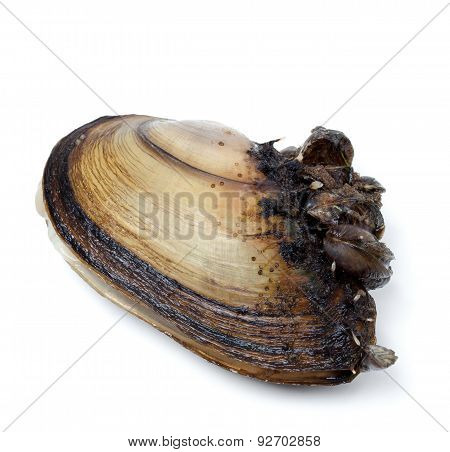 Anodonta (river Mussels) Overgrown On White Background