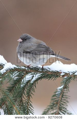 Junco lumisten haara