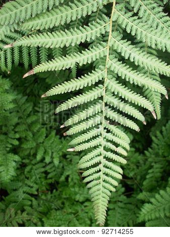 Fern Frond