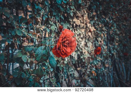 Rose.