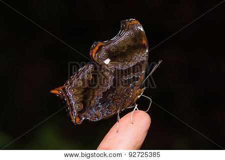 The Wizard Butterfly