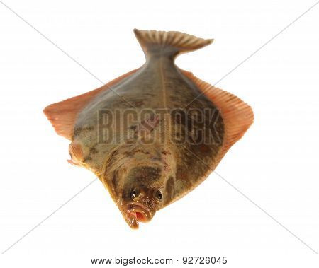big fish flounder on a white background