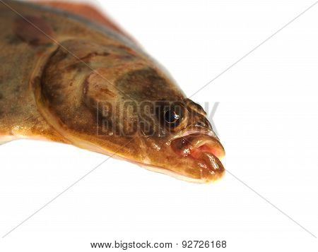 big fish flounder on a white background