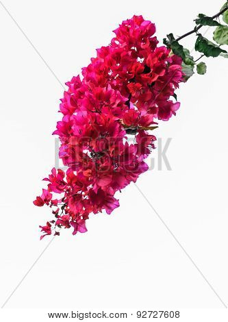 Bougainvillea Isolated On White Background