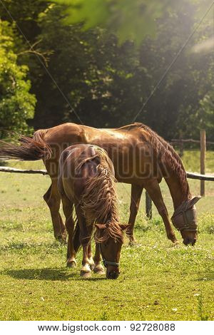 Brown Horses Eating Grass in Field at Sunset