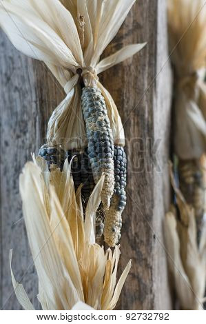 Waxy Corns Hang In House