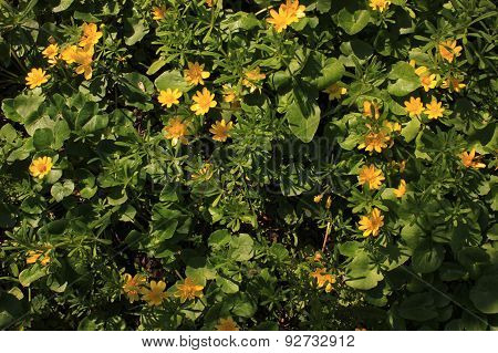 spring yellow wild flowers