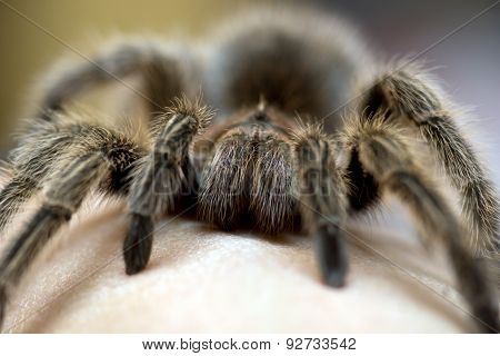 Chilean Rose Tarantula - Grammostola rosea