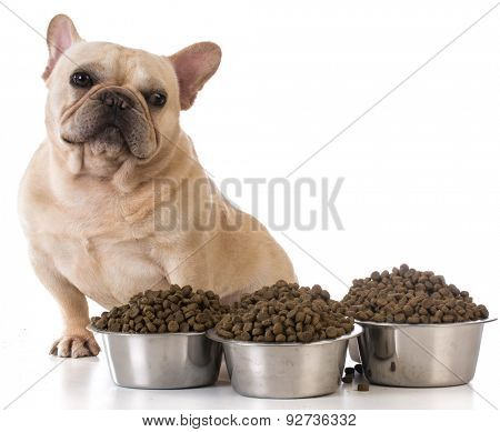 picky eater - french bulldog refusing to eat on white background