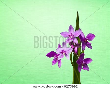 Spathoglottis 花