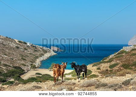 Greek Black And Red Goats Are Standing At Dryland Pasture And Blue Sea On Kalymnos Island