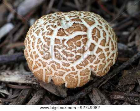 Agrocybe Praecox Mushroom Growing in a Garden