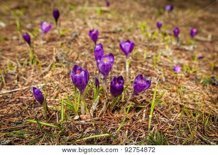 forest, nature, beauty, crocus, purple, spring, saffron, crocus, purple, spring, saffron, flower, na