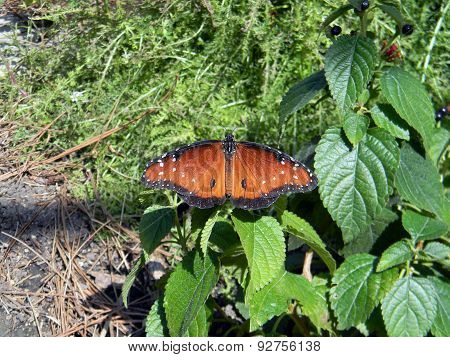 Queen Butterfly