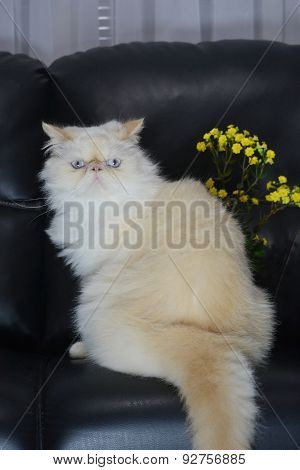 Cat - Persian Himalayan Cream Point