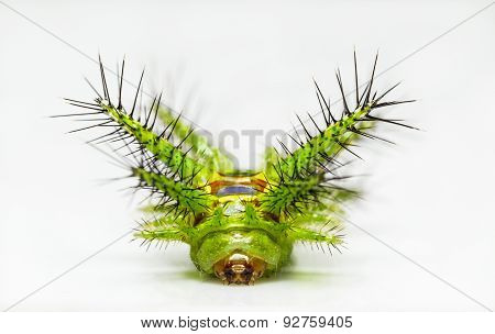 Stinging Nettle Slug Caterpillar Of Phocoderma Velutina Moth