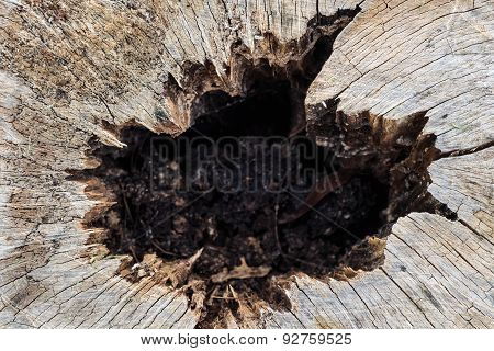 Old Tree Stump With Big Hole On The Middle Part