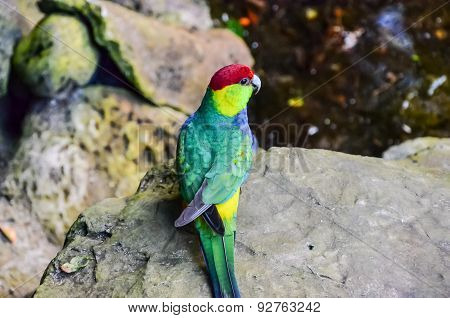 Parrot Tropical Bird