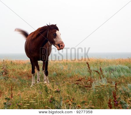 Crazy Horse