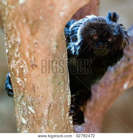 Black Monkey On Tree